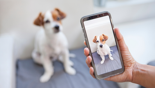 How to take the best photos for your custom pet portrait order?